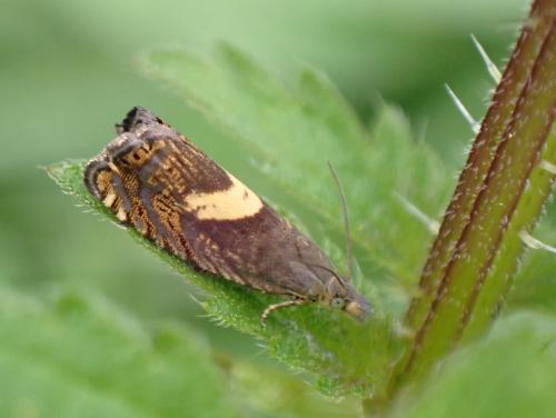 Réf. 286 918 : Dichrorampha petiverella